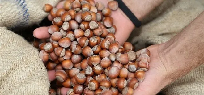 Giresun Ordu Zonguldak Serbest Piyasa Fındık Fiyatları Giresun Ordu Zonguldak Serbest Piyasa Fındık Fiyatları