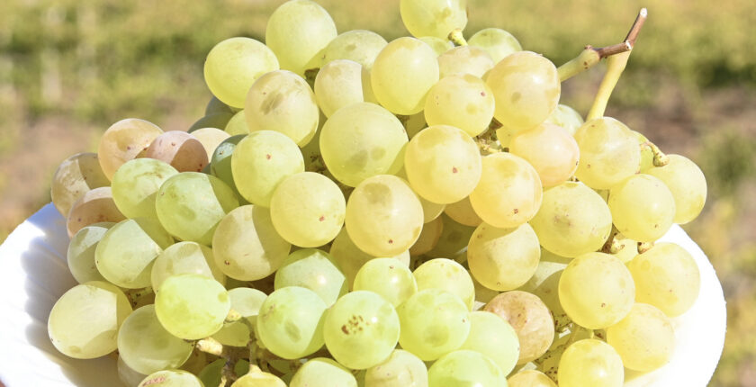 Maraş Bertiz Kabarcık Üzümü Fidanı Nerede Yetişir Faydaları Nelerdir?